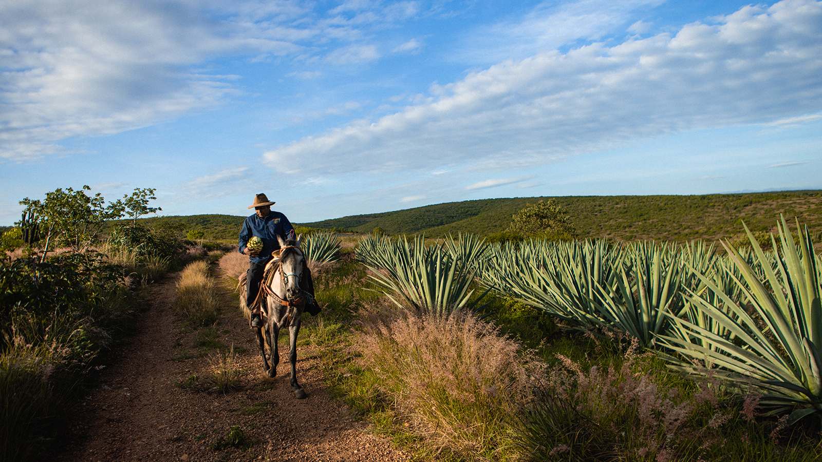 Mezcal Amaras rider